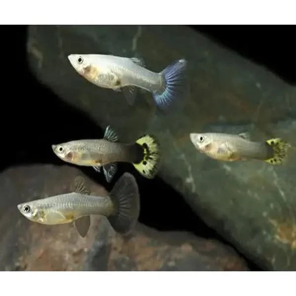 Group of guppy fish.