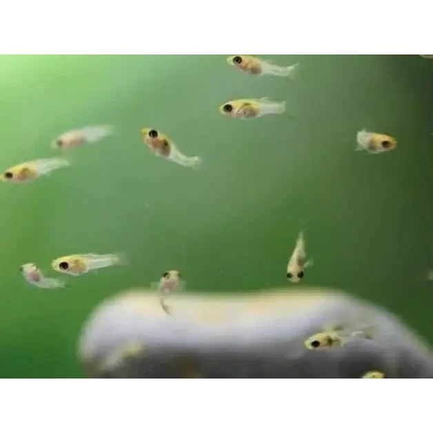 School of tiny fish.