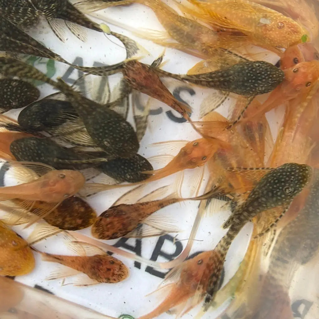 A group of small, spotted catfish with elongated bodies and delicate fins in shades of orange and dark patterned markings.
