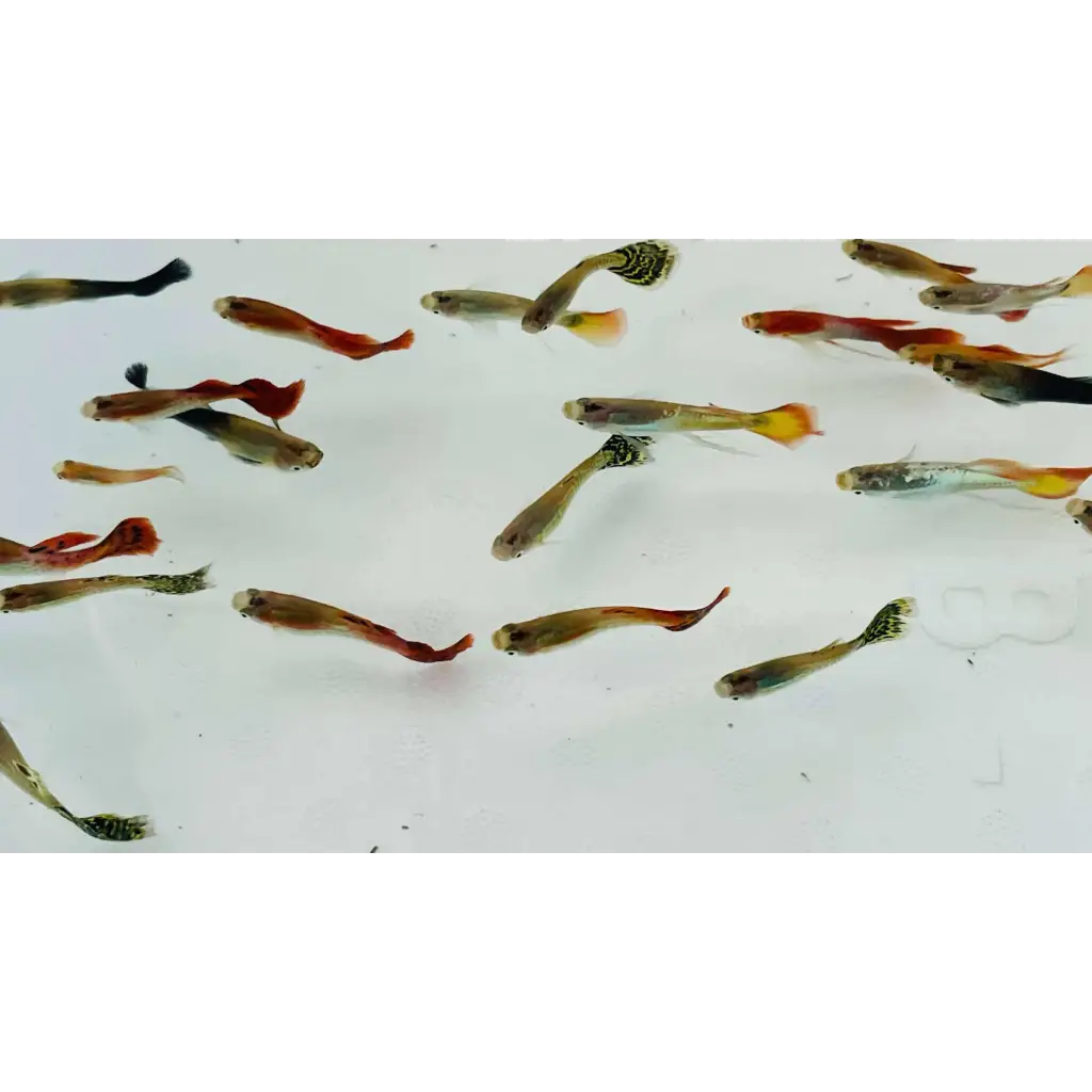 Assorted Male Guppies