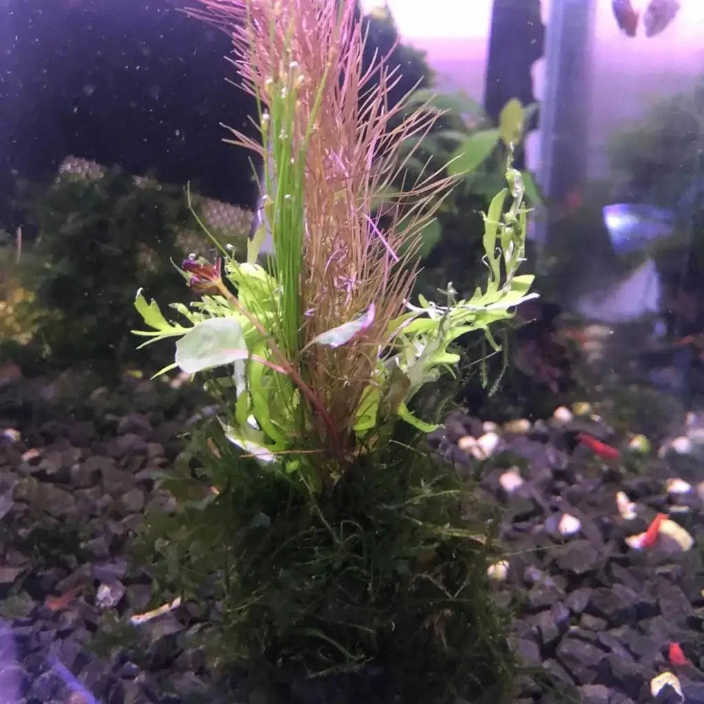 Assorted Mix Bunch with Mixed Moss