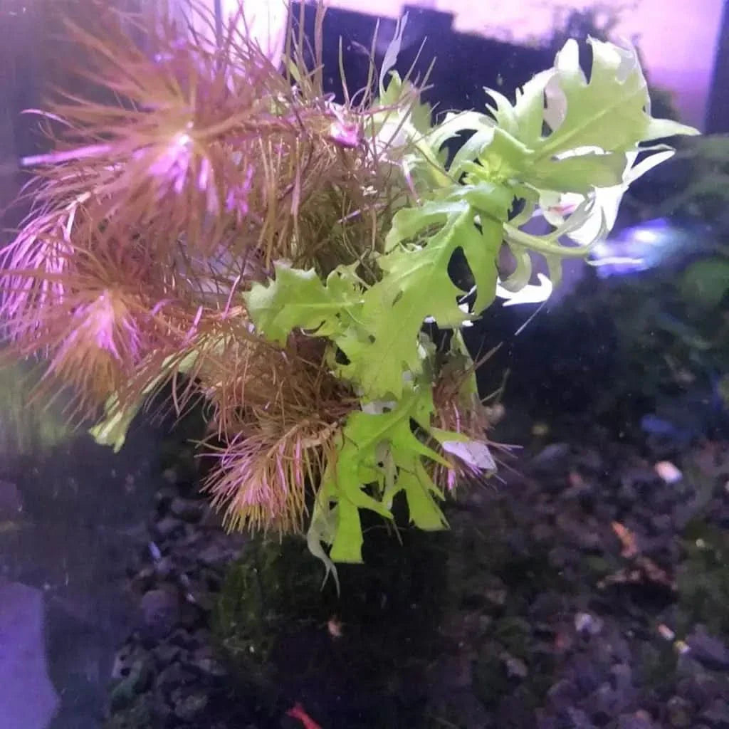 Aquatic plants with damaged leaves.