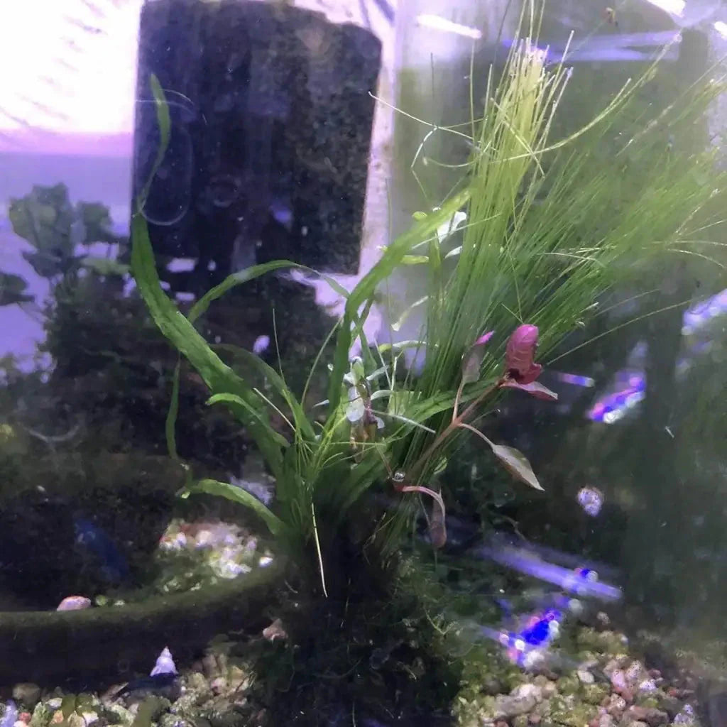 Assorted Mix Bunch with Mixed Moss