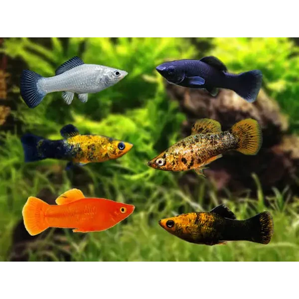 Colorful molly fish swimming.