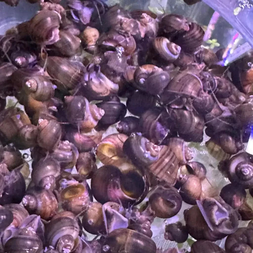 Pile of brown snails.