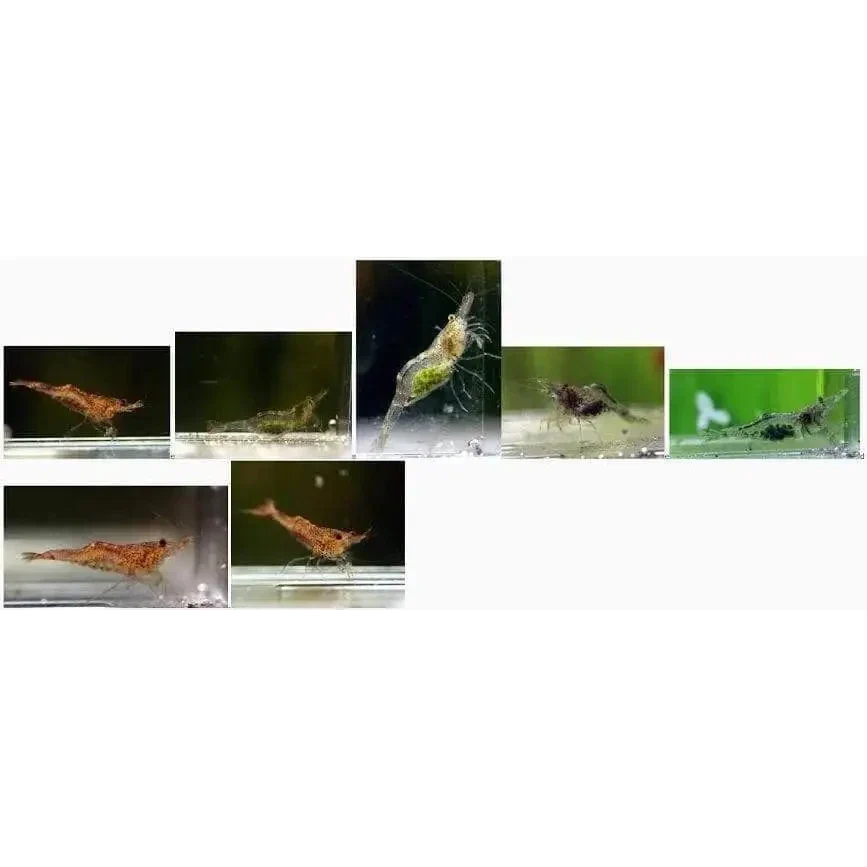 Assorted freshwater shrimp.