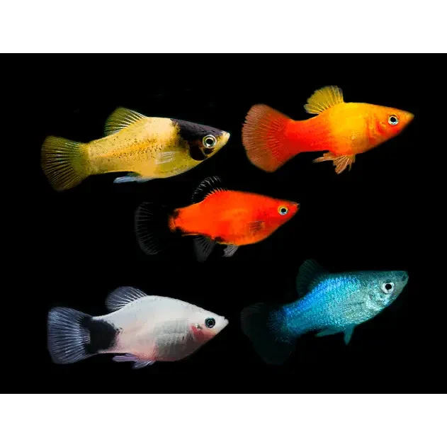 Colorful assortment of molly fish.