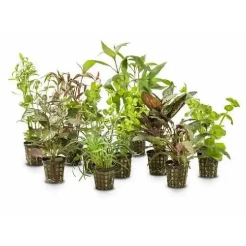 Aquarium plants in pots.