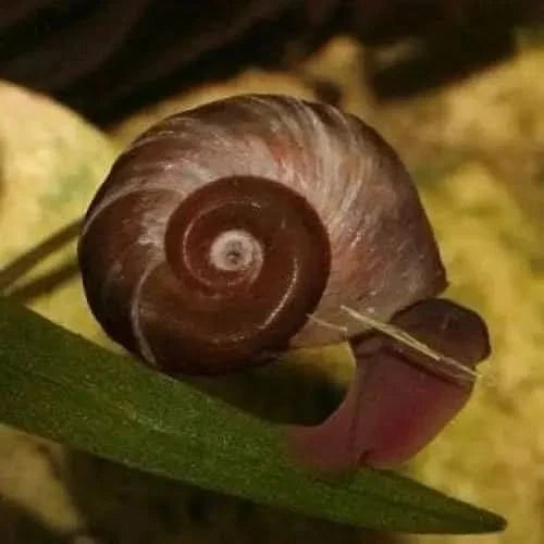 Brown and white spiral-shelled snail.