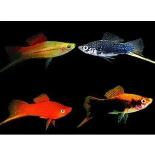Four colorful swordtail fish.
