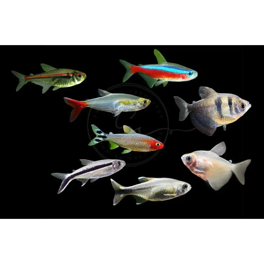 Collection of colorful aquarium fish.