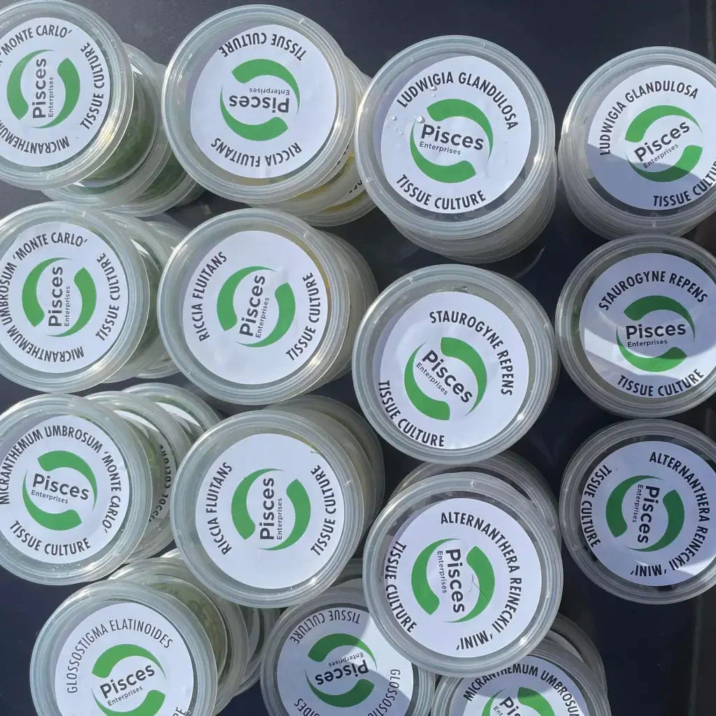 Aquatic plant tissue culture containers.