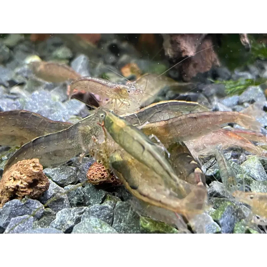 Ghost shrimp cluster.
