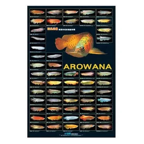 Arowana fish identification chart.