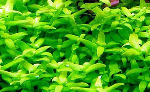 Bacopa serpyllifolia "Japan" 5cm POT
