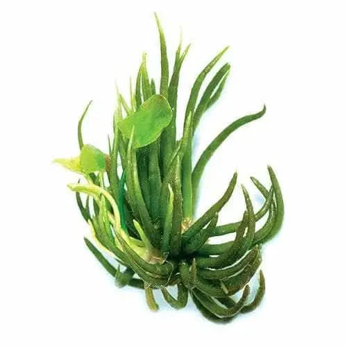 Aquatic plant with slender, green leaves.