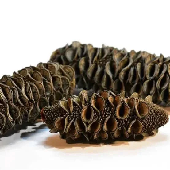 Dried banksia seed pods.