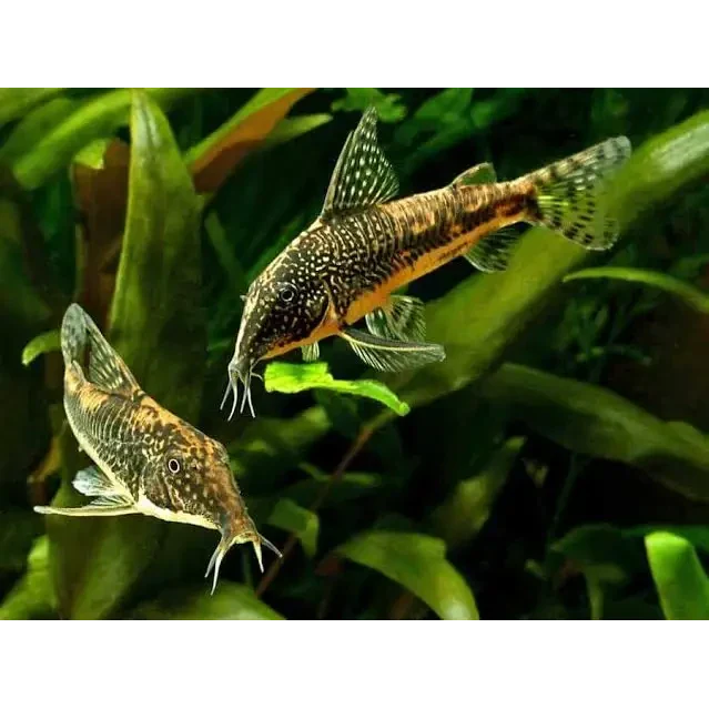 Two Corydoras catfish.