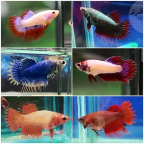 Colorful betta fish.