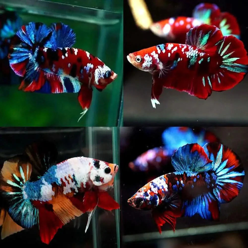 Four colorful betta fish.