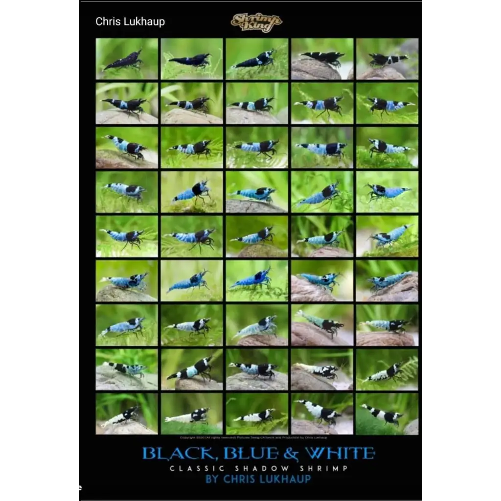Black, Blue & White Blue Bolt Shrimp Poster