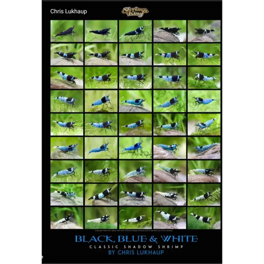 Black, Blue & White Blue Bolt Shrimp Poster