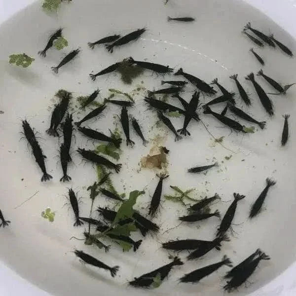 Bowl of black shrimp.