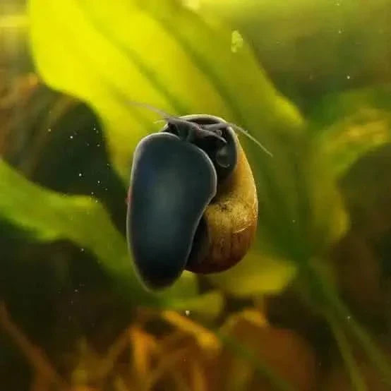 Aquatic snail with dark foot.