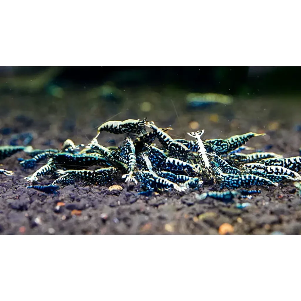 Blue and white patterned shrimp.