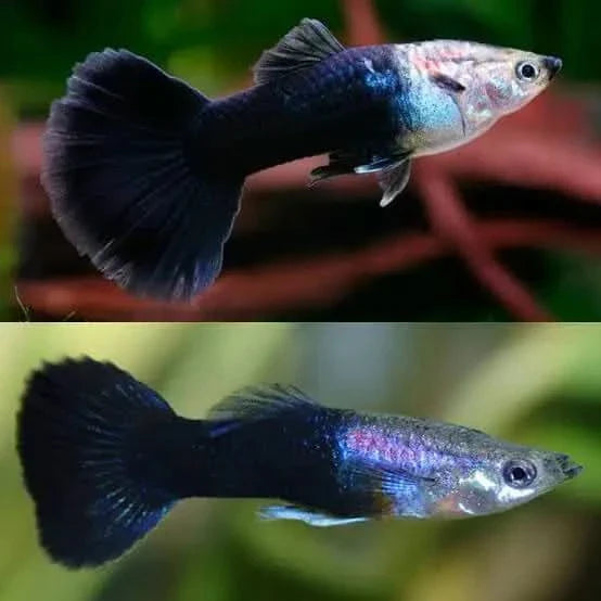 Two black and silver guppies.