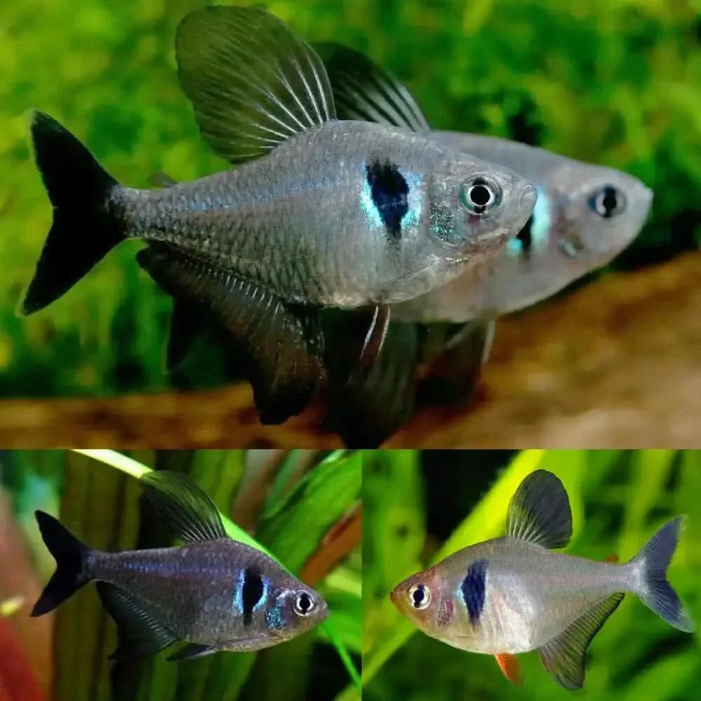 Black skirt tetra fish.