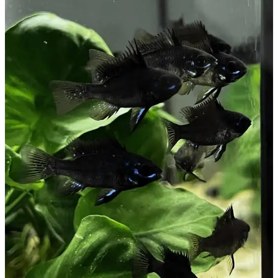 School of black ram cichlids.