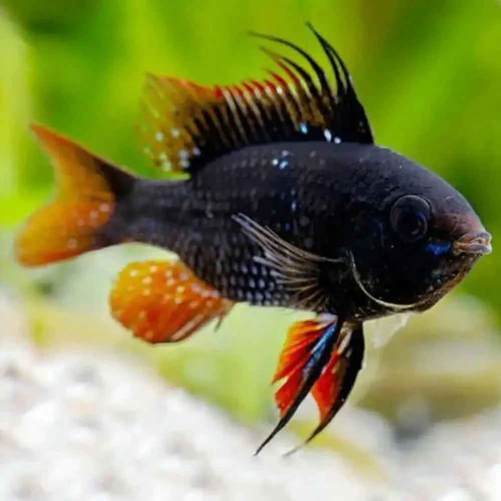 Black fish with colorful fins.