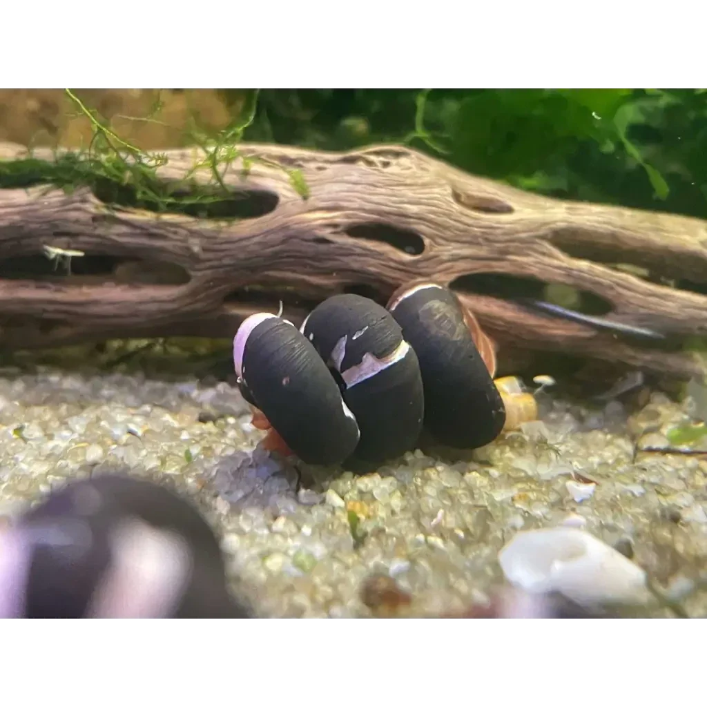 Black and white striped snails.