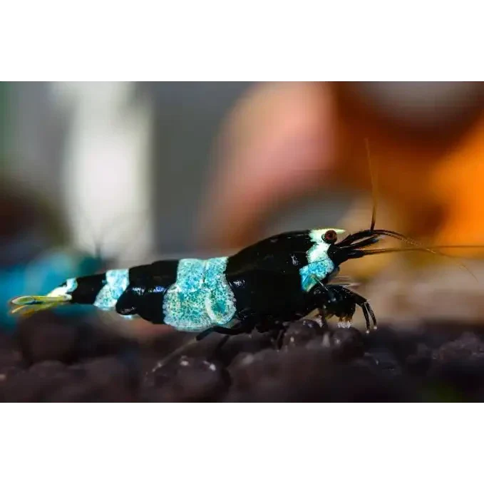 Black and blue shrimp.