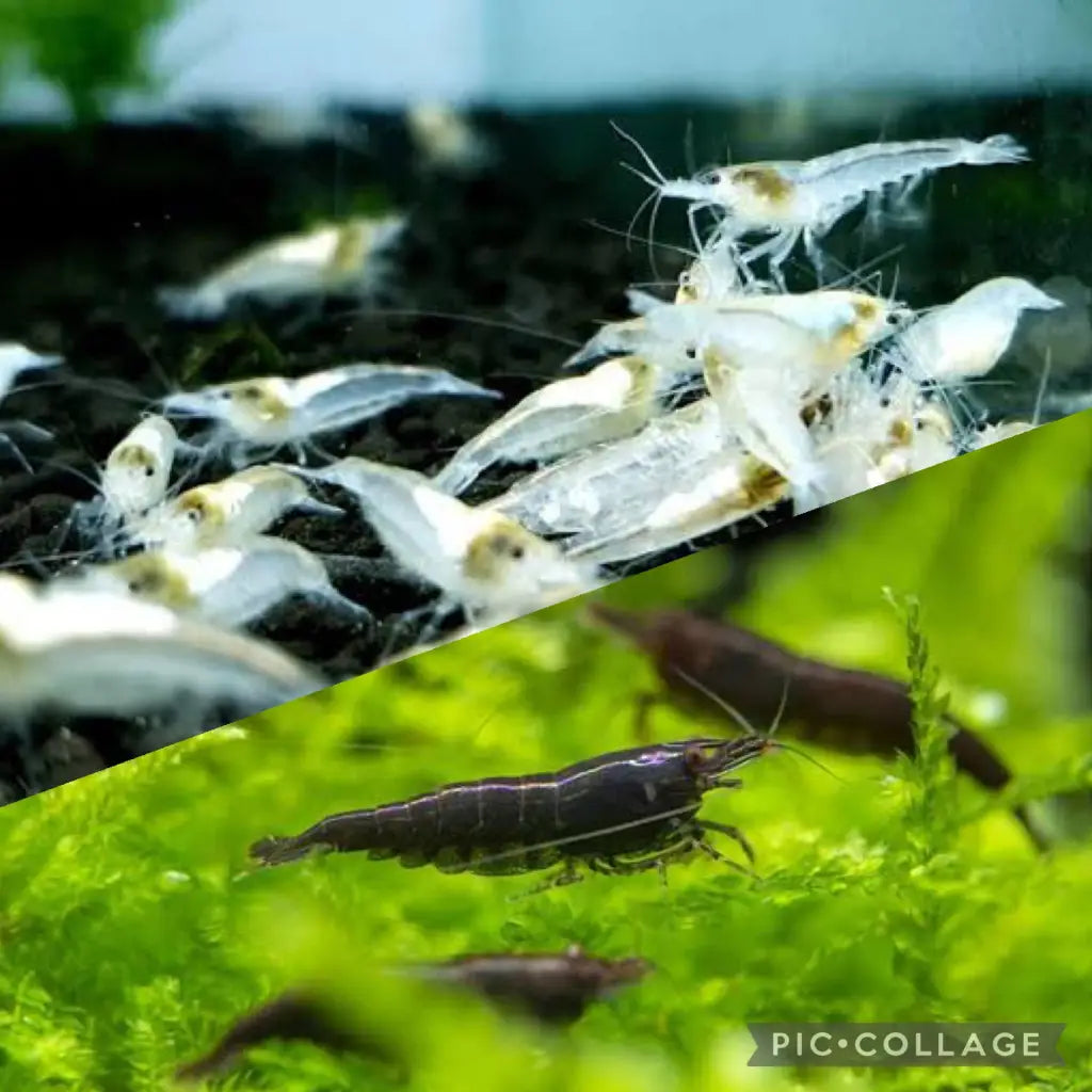 Two groups of aquarium shrimp.