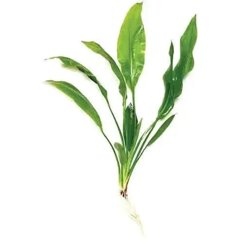 Green aquatic plant with roots.