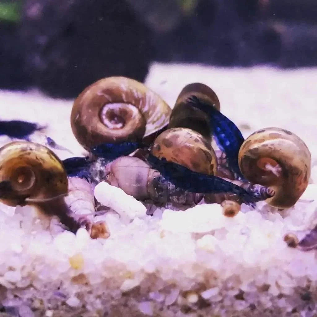 Aquatic snails and blue shrimp.