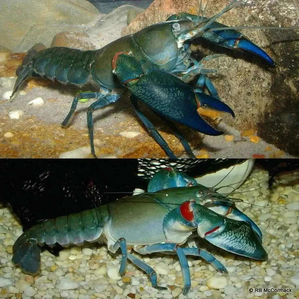 Two blue crayfish.