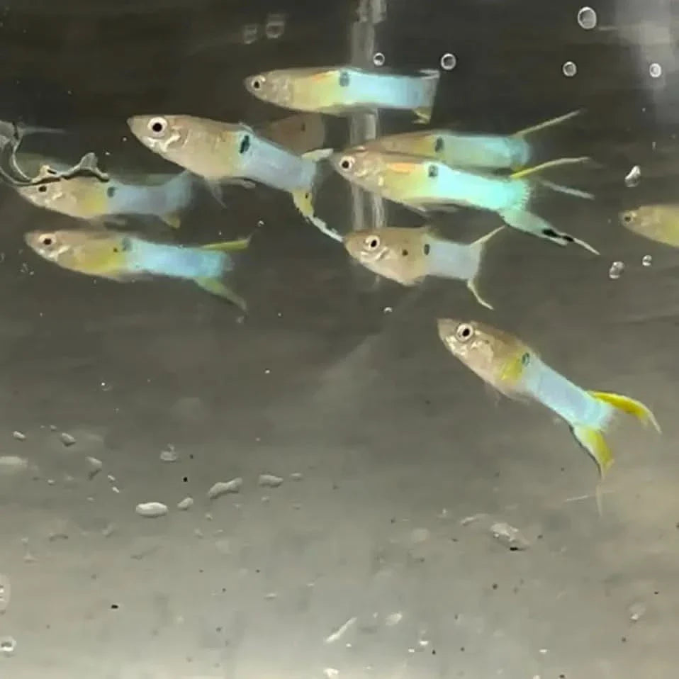 School of colorful guppy fish.
