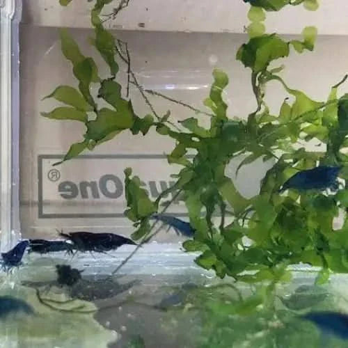 Blue shrimp in aquarium.