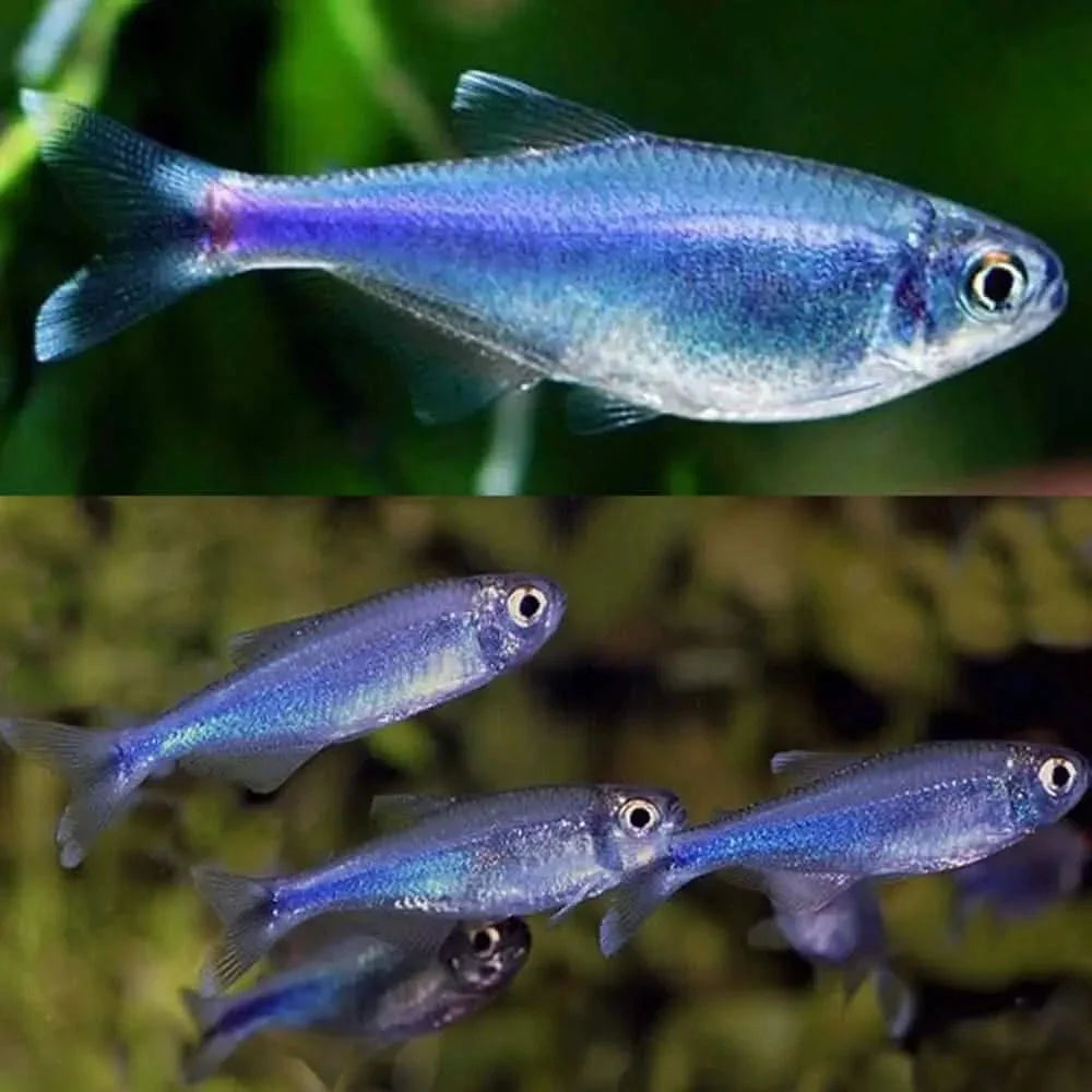 School of iridescent blue fish.