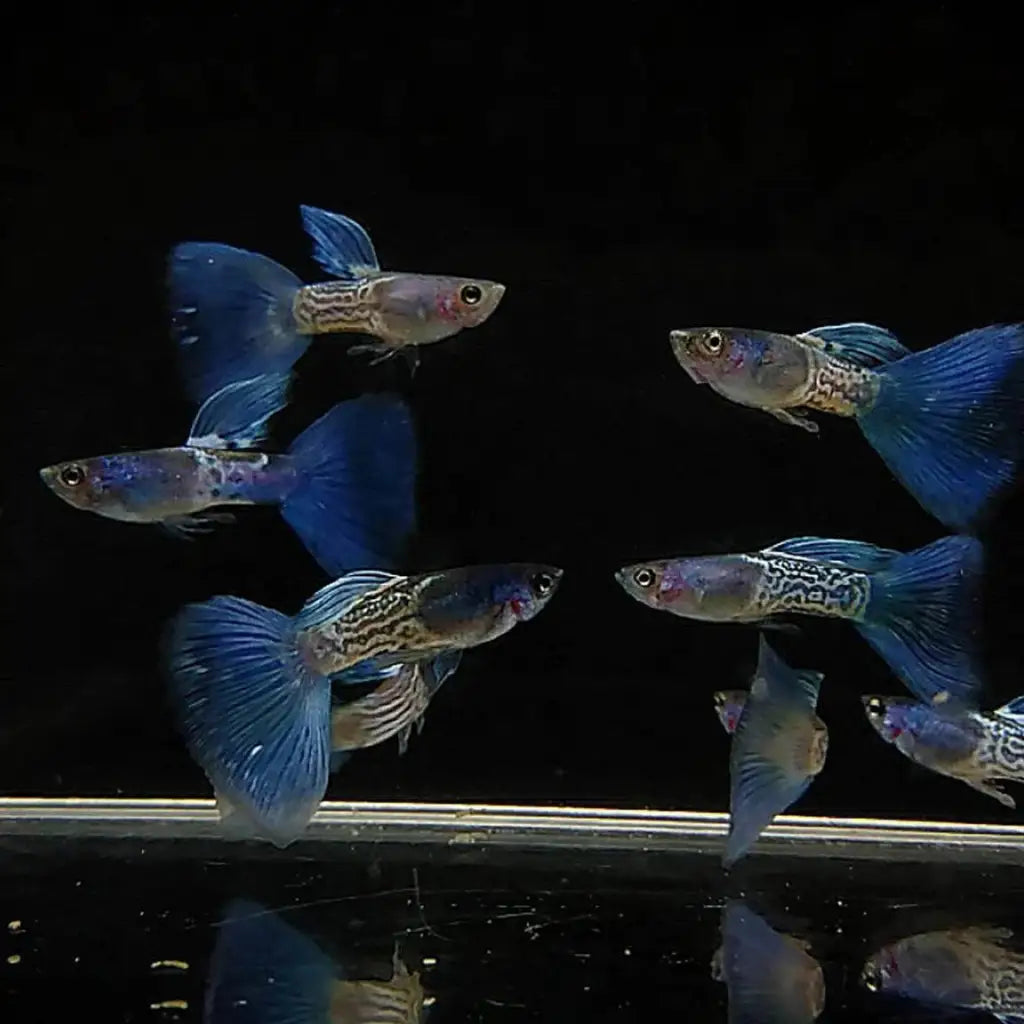 A group of blue and patterned guppy fish.