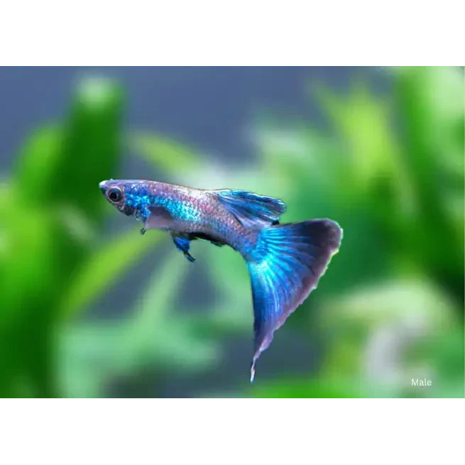 Vibrant blue guppy.