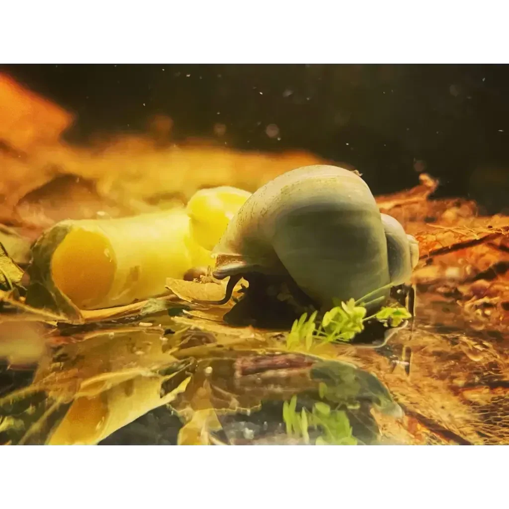 Aquatic snail with a smooth, round shell.