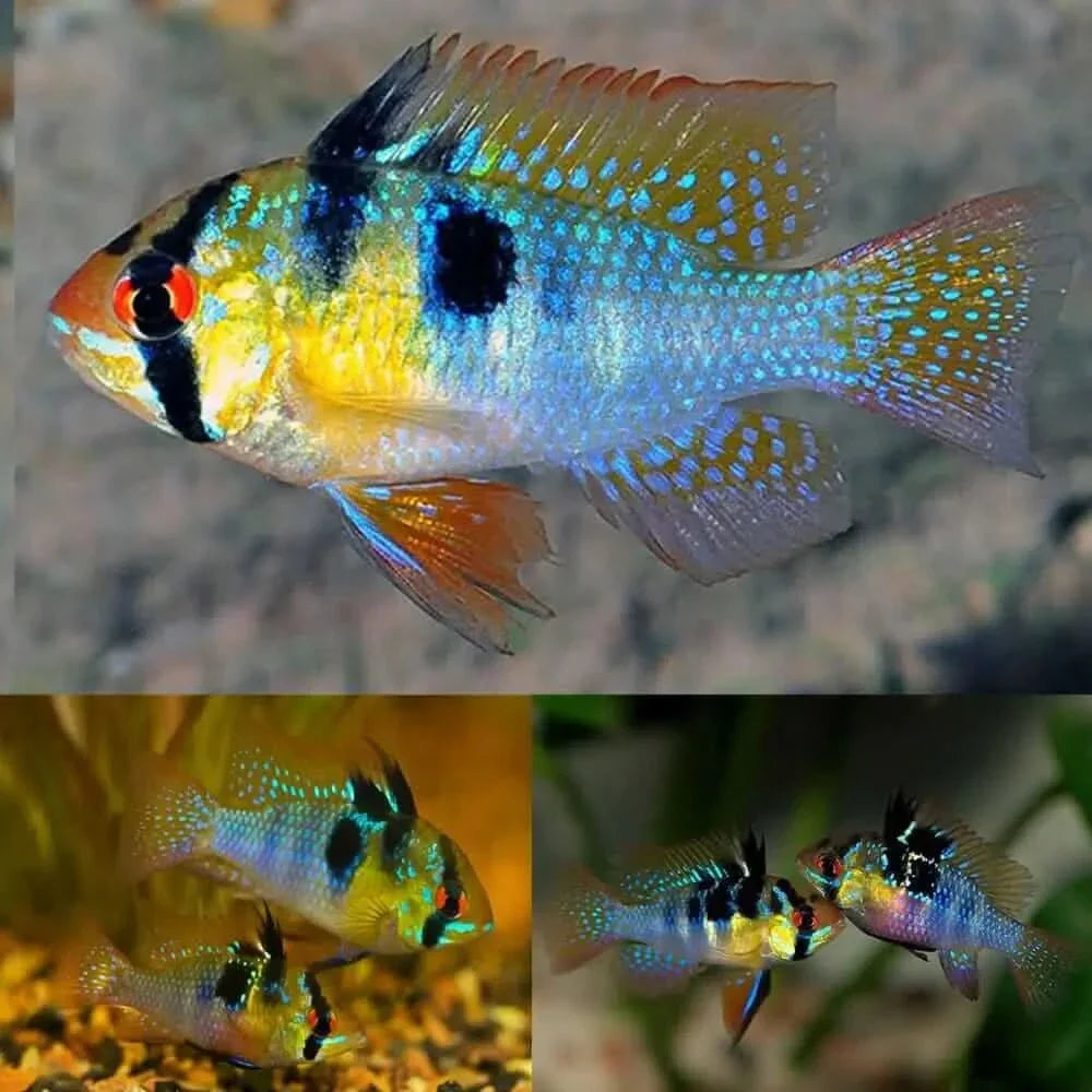 Colorful ram cichlid fish.