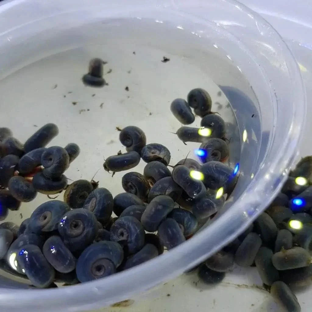 Pile of black snails in water.