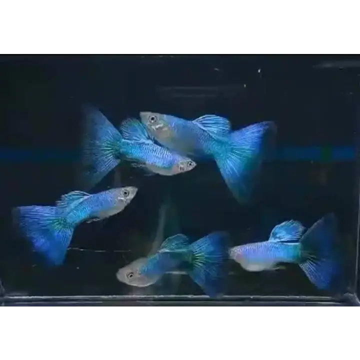 Blue and silver guppies swimming in a dark tank.