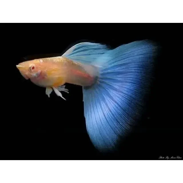 Blue-tailed guppy fish.