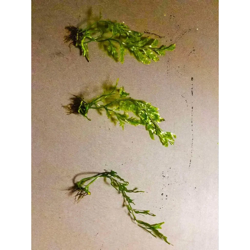 Three sprigs of green aquarium plant.